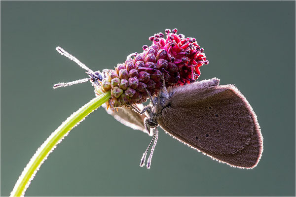 Dunkler Wiesenknopf-Ameisenbläuling (Phengaris nausithous), Deutschland, Baden-Württemberg