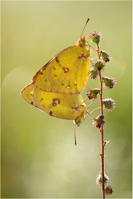 Hufeisenklee-Gelbling/Goldene Acht (Colias alfacariensis/Colias hyale), Paarung, Deutschland, Baden-Württemberg