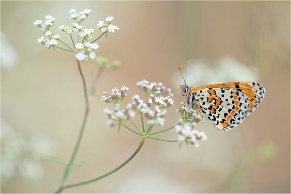 Roter Scheckenfalter (Melitaea didyma), Männchen, Frankreich, Drôme