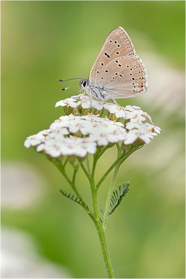Lilagold-Feuerfalter (Lycaena hippothoe eurydame), Männchen, Italien, Piemont, 1600m