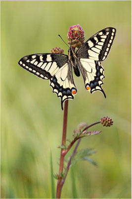 Schwalbenschwanz (Papilio machaon), Deutschland, Baden-Württemberg