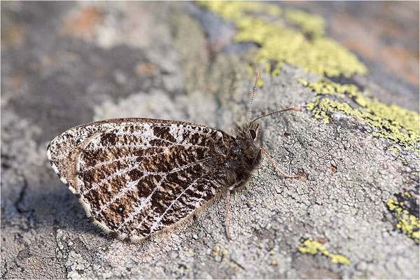 Gletscherfalter (Oeneis glacialis), Italien, Region Aostatal, 2300m