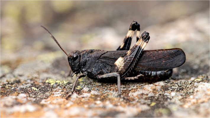 Schnarrschrecke (Psophus stridulus), Männchen, Spanien, Lleida