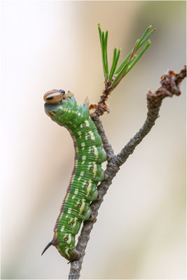 Kiefernschwärmer (Sphinx pinastri)