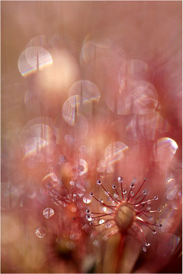 Mittlerer Sonnentau (Drosera intermedia), Schweden, Värmland