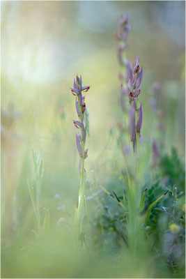 Kleinblütiger Zungenstendel (Serapias parviflora), Italien, Sardinien
