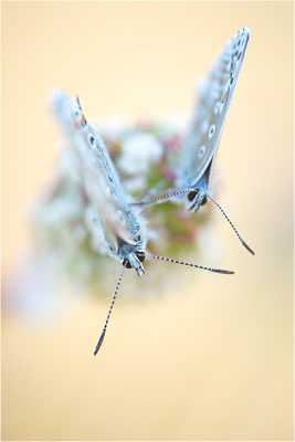 Himmelblauer Bläuling (Polyommatus bellargus), Deutschland, Baden-Württemberg