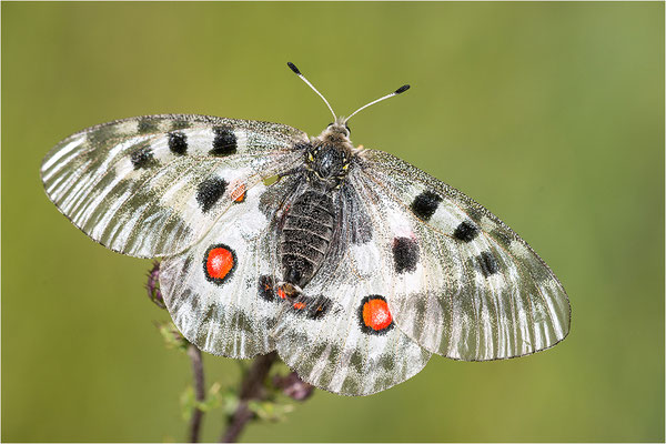 Roter Apollo (Parnassius apollo pedemontanus), Italien, Region Aostatal, 2.100m