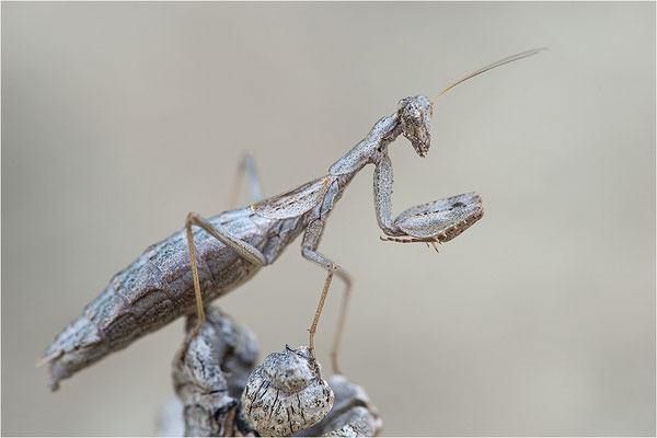 Graue Fangschrecke (Ameles decolor), Weibchen, Frankreich, Drôme