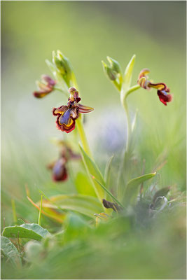 Spiegel-Ragwurz (Ophrys speculum)