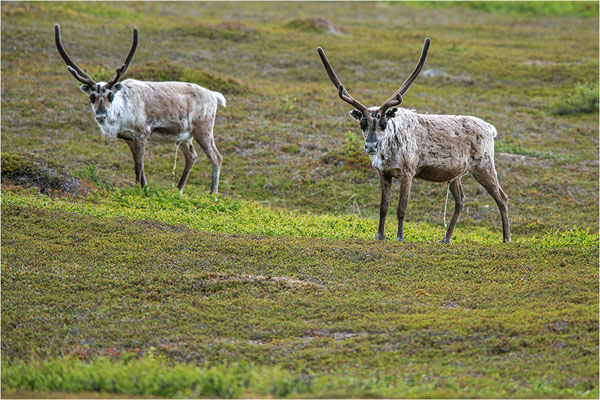 Rentier (Rangifer tarandus), Norwegen, Finnmark