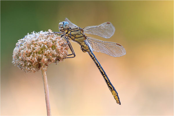 Westliche Keiljungfer (Gomphus pulchellus), Frankreich, Ardèche