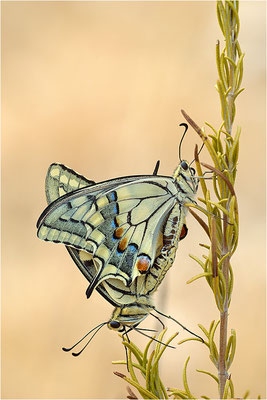Schwalbenschwanz (Papilio machaon), Paarung, Frankreich, Bouches-du-Rhône