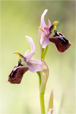 Ophrys ×laconensis - Ophrys morisii x Ophrys neglecta