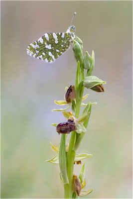 Westlicher Gesprenkelter Weißling (Euchloe crameri), Frankreich, Bouches-du-Rhône
