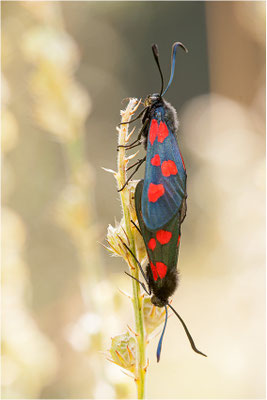 Großes Fünffleck-Widderchen (Zygaena lonicerae), Paarung, Schweiz, Wallis