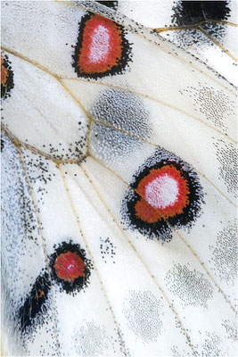 linnei