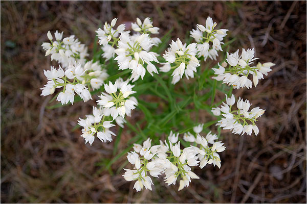 Schwertblättriges Waldvöglein (Cephalanthera longifolia), Schweden,  Farö