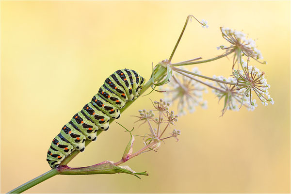 Schwalbenschwanz (Papilio machaon)