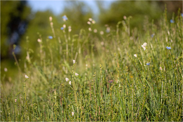 Himmelblauer Bläuling (Polyommatus bellargus) und Hauhechel-Bläuling (Polyommatus icarus), Deutschland, Baden-Württemberg