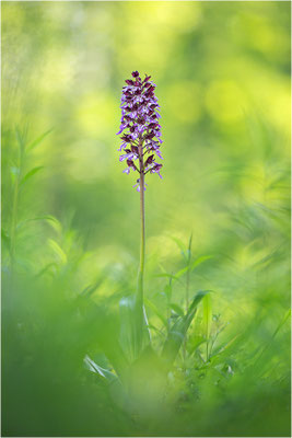 Purpur-Knabenkraut (Orchis purpurea), Deutschland, Baden-Württemberg