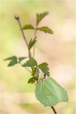 Zitronenfalter (Gonepteryx rhamni), Deutschland, Baden-Württemberg