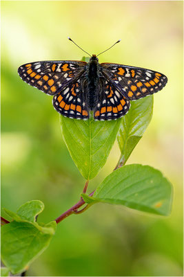 Euphydryas maturna