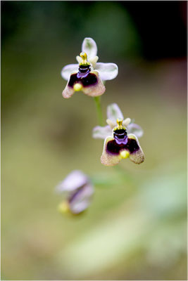 Norman´s Ragwurz (Ophrys normanii)