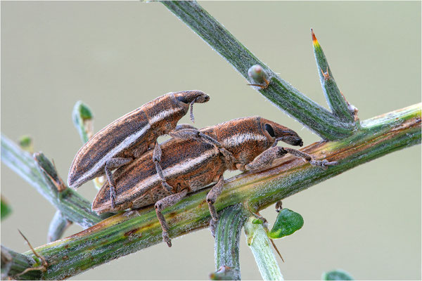 Lixus spec., Frankreich, Ardèche