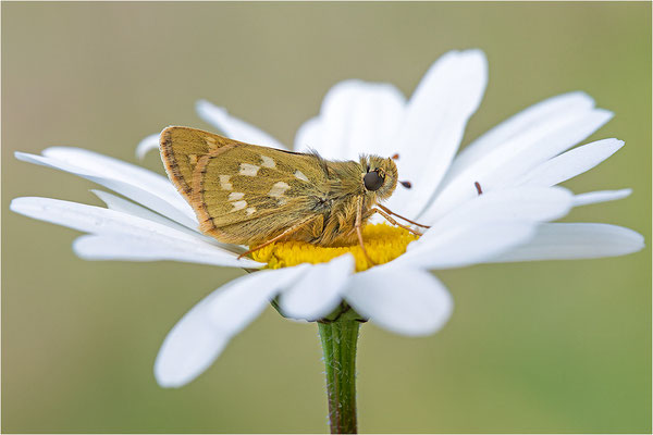 Komma-Dickkopffalter (Hesperia comma), Schweiz, Tessin
