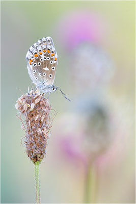 Himmelblauer Bläuling (Polyommatus bellargus), Deutschland, Baden-Württemberg