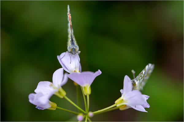 Aurorafalter (Anthocharis cardamines), Deutschland, Baden-Württemberg
