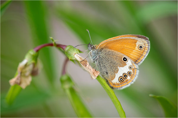 Weißbindiges Wiesenvögelchen (Coenonympha arcania), Schweden, Östergötland