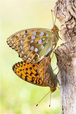 Großer Perlmutterfalter (Argynnis aglaja), Paarung, Schweiz, Kanton Fribourg