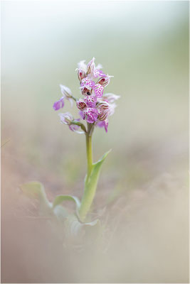 Milchweißes Knabenkraut (Neotinea lactea), Dep. Var, Frankreich