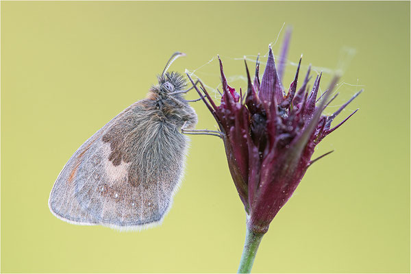 Kleines Wiesenvögelchen (Coenonympha pamphilus), Deutschland, Baden-Württemberg