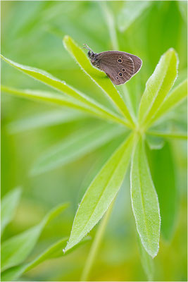 Brauner Waldvogel (Aphantopus hyperantus), Etelä-Pohjanmaa