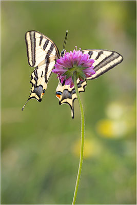 Südlicher Schwalbenschwanz (Papilio alexanor destelensis), Weibchen, Frankreich, Var