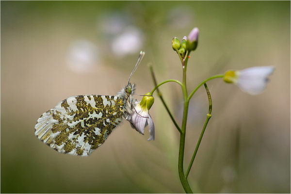 Aurorafalter (Anthocharis cardamines), Weibchen, Deutschland, Baden-Württemberg