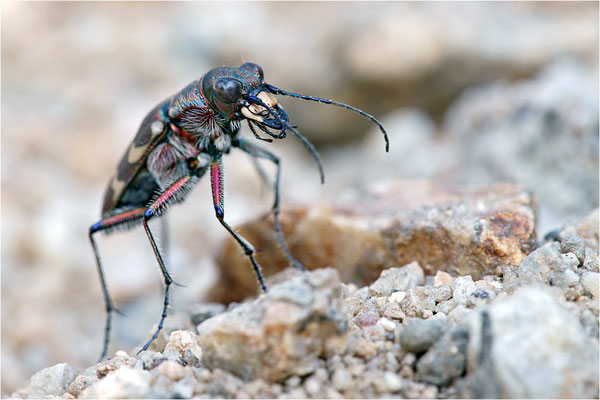 Dünen-Sandlaufkäfer (Cicindela transversalis pseudoriparia), Frankreich, Drôme