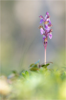 Spitzels Knabenkraut (Orchis spitzelii), Schweden, Gotland