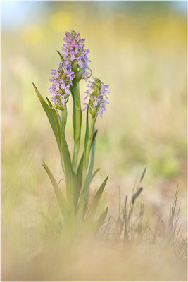 Fleischfarbene Fingerwurz (Dactylorhiza incarnata), Schweden, Gotland