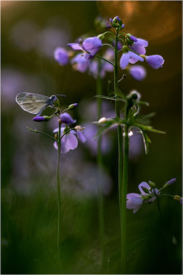 Tintenfleck-Weißling (Leptidea sinapis bzw. juvernica), Deutschland, Baden-Württemberg