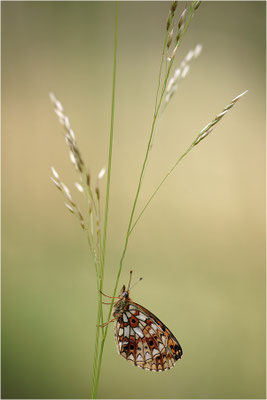 Braunfleckiger Perlmutterfalter (Boloria selene), Deutschland, Brandenburg