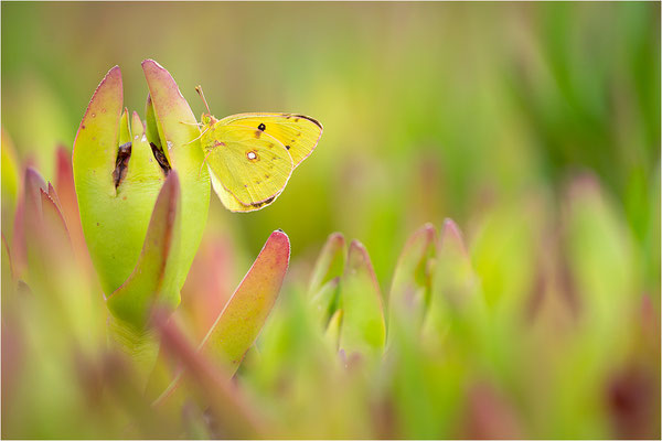 Postillon (Colias crocea), Frankreich, Korsika