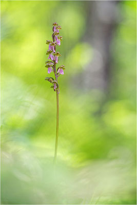 Spitzels Knabenkraut (Orchis spitzelii), Frankreich, Dep. Isere