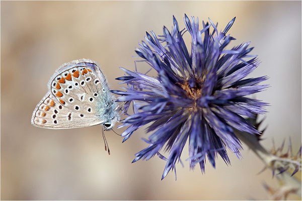 Gemeiner Bläuling (Polyommatus icarus), Männchen, Frankreich, Drôme