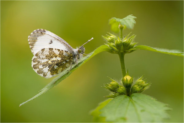 Aurorafalter (Anthocharis cardamines), Weibchen, Deutschland, Baden-Württemberg