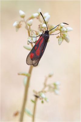 Südliches Platterbsen-Widderchen (Zygaena romeo), Schweiz, Wallis