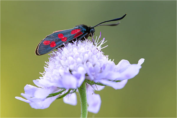Sechsfleck-Widderchen (Zygaena filipendulae), Deutschland, Baden-Württemberg